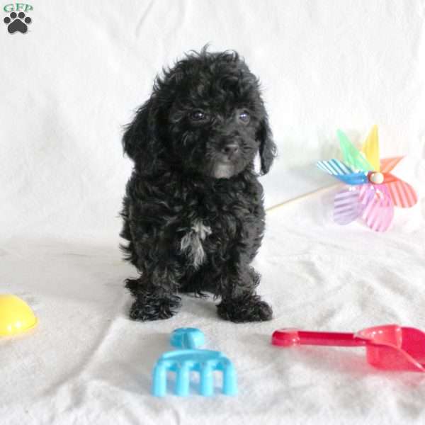 Barry, Cavapoo Puppy